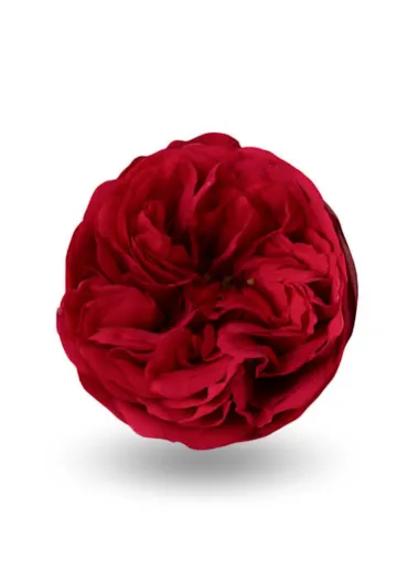 Троянда Еквадор Red Piano Romance 60 см 
