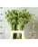 Драцена Lucky Bamboo  - фото 1