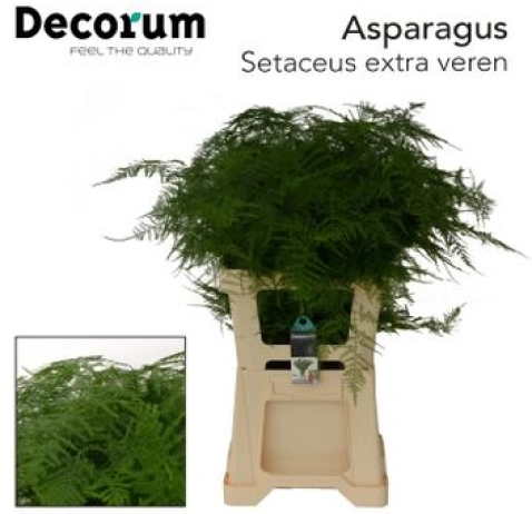 Аспарагус Setaceus 65 см