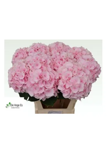 Гортензія Verena Pink 80 см 