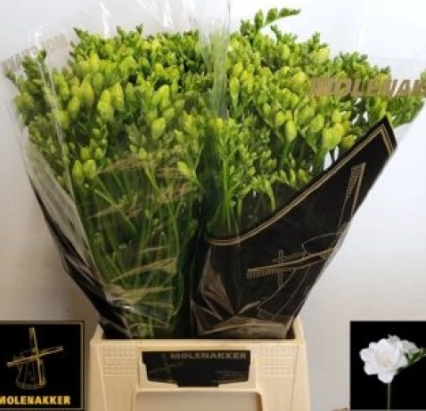 Фрезія Vivre 54 см