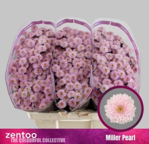 Хризантема Сантіні Miller Pearl