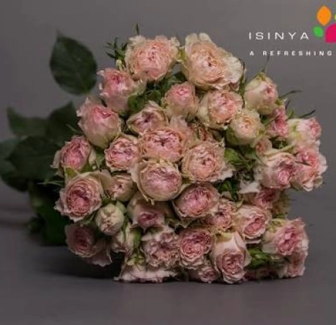 Троянда-Спрей Fancy Blossoms 50 см