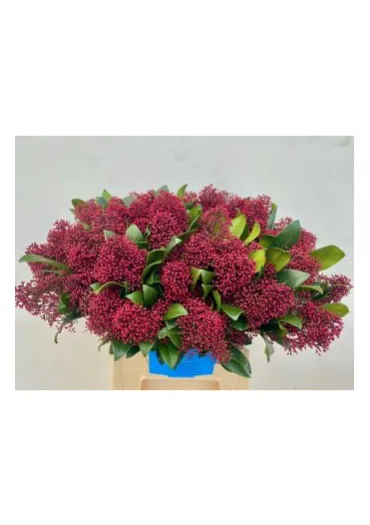Скіммія Japonica Rubella 