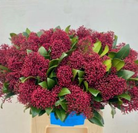 Скіммія Japonica Rubella