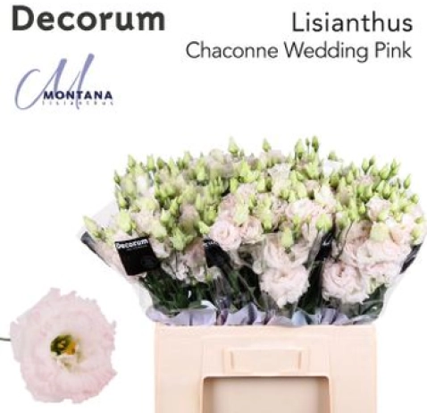 Еустома Chaconne Wedding Pink
