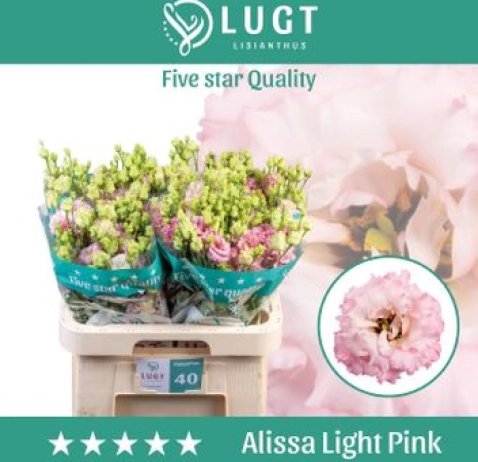 Еустома Alissa Light Pink