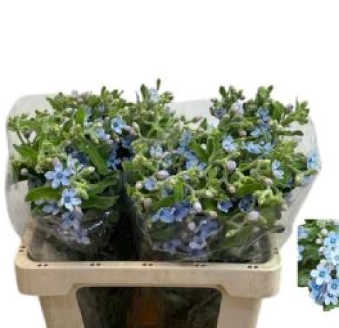 Оксіпеталум Tan Pure Blue 55 см