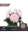 Хризантема Antonov Soft Pink  - фото 1