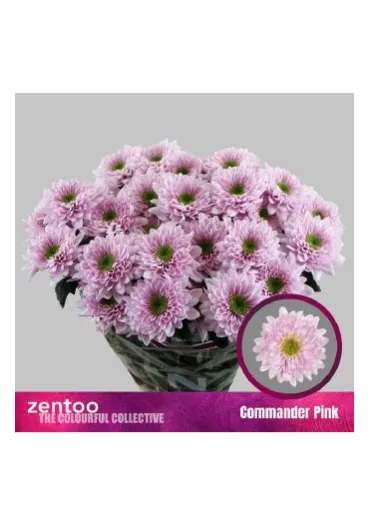 Хризантема Commander Pink 