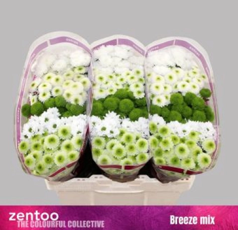 Хризантема Сантіні Breeze Mix