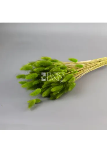 Лагурус хакі 
