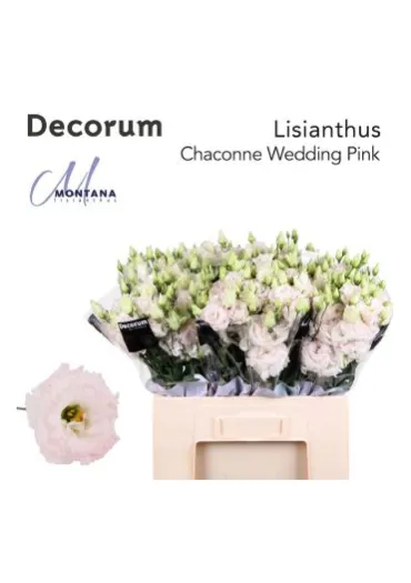 Еустома Chaconne Wedding Pink 
