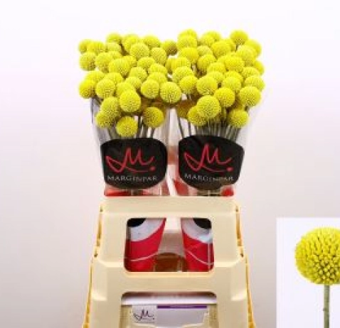 Краспедія Paint Pop
