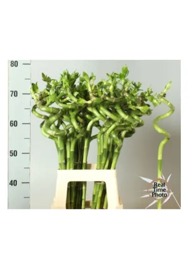 Драцена Lucky Bamboo  - фото 1