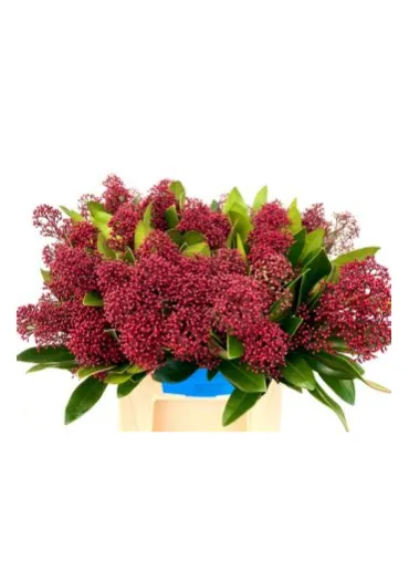 Скіммія Japonica Rubella  - фото 2