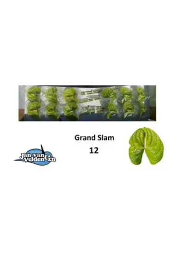 Антуріум Grand Slam  - фото 2