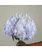 Гортензія Колумбія Vervain Natural 24 см 