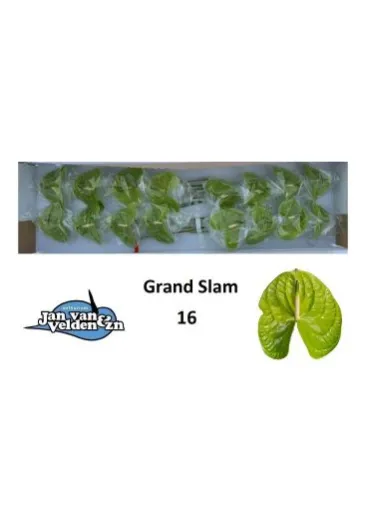 Антуріум Grand Slam 